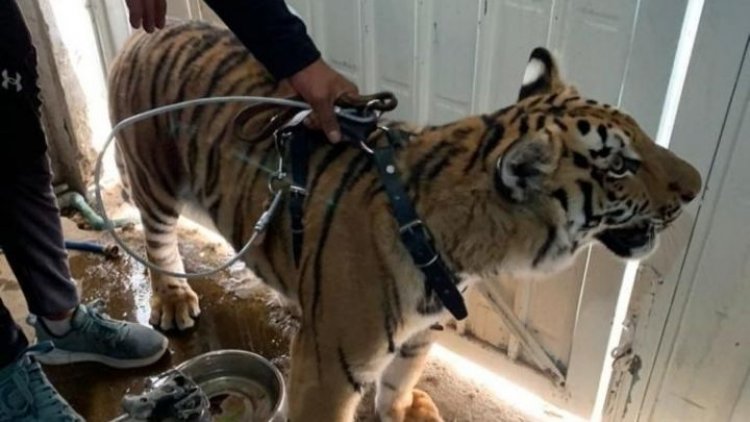 Rescatan a tigre de vivienda en Chimalhuacán