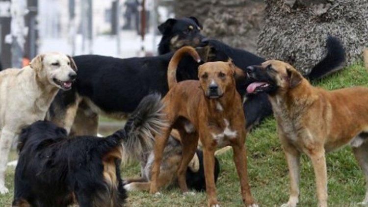 Encuentran a jauría devorando cráneo de bebé