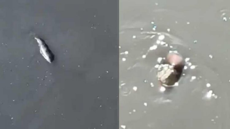 Extraña criatura habita en canal de aguas negras