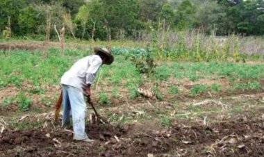 Estructura agraria y desarrollo económico