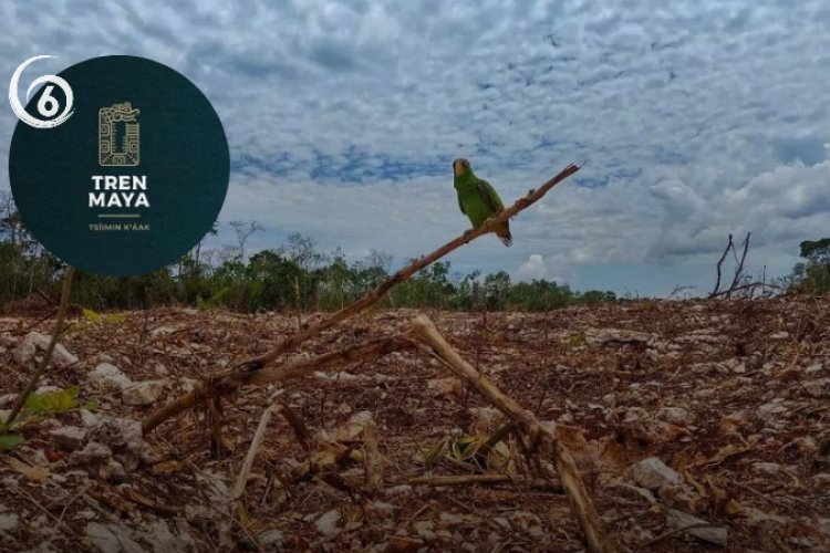 Tramo cinco del Tren Maya sin estudios de impacto ambiental