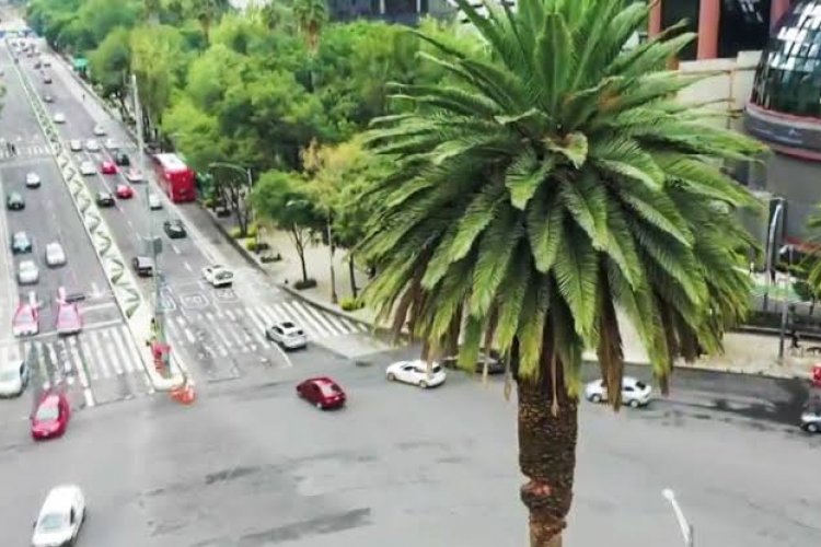 Un ahuehuete llegará a la antigua Glorieta de la Palma