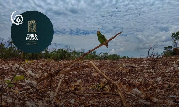 Tramo cinco del Tren Maya sin estudios de impacto ambiental