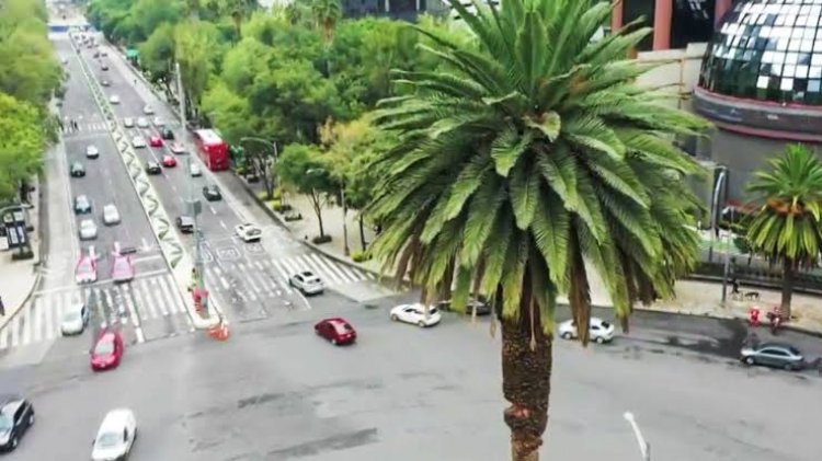 Un ahuehuete llegará a la antigua Glorieta de la Palma