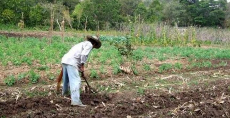 Estructura agraria y desarrollo económico