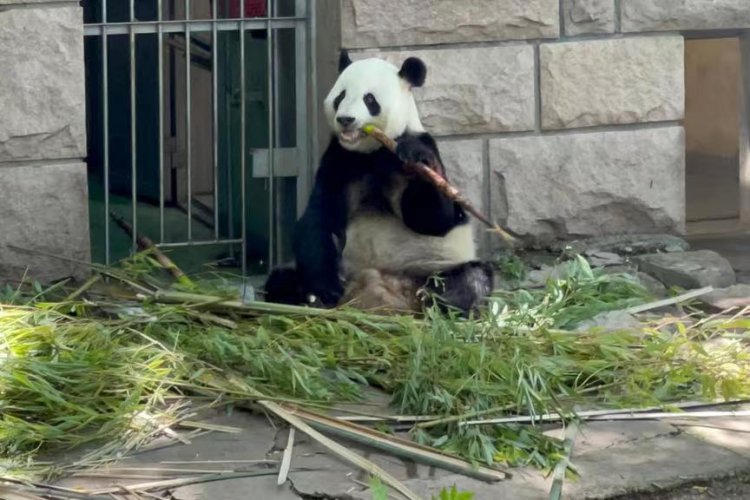 Zoológico de Beijing, pandas y turismo local en la reactivación económica China