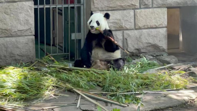 Zoológico de Beijing, pandas y turismo local en la reactivación económica China