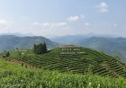Turismo y producción de té, pilares en el combate a la pobreza en China