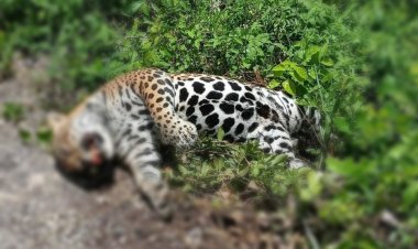 Encuentran un jaguar muerto en tramo federal de la Zona Maya 