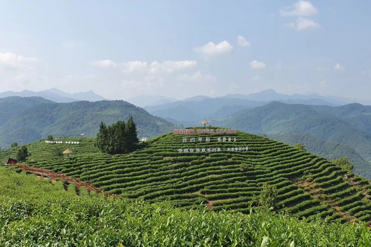 Turismo y producción de té, pilares en el combate a la pobreza en China
