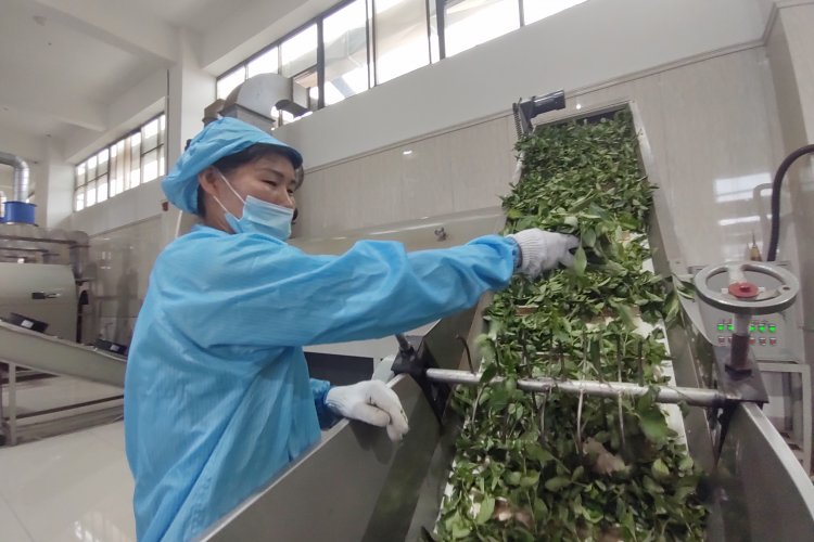 China: té y “hierbas divinas” tras la industria e investigación científica en Chang´an