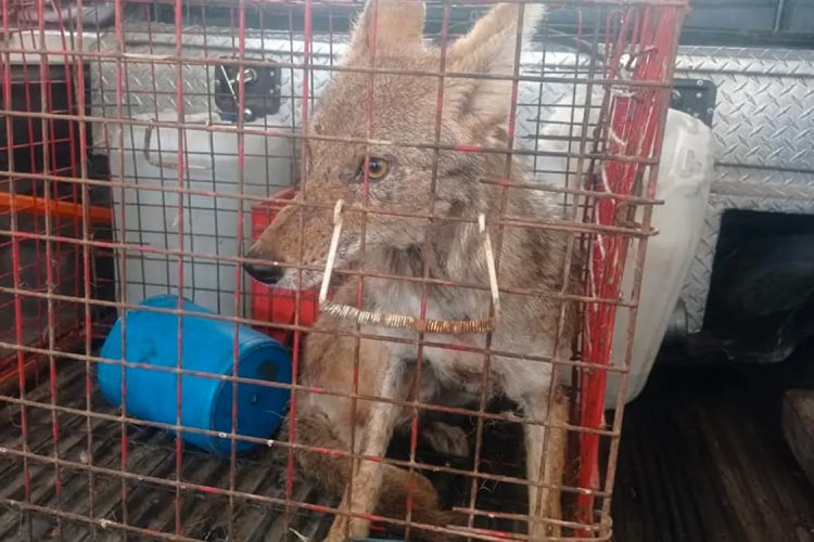 Encuentran un coyote cachorro en un Colegio de Bachilleres del Edomex