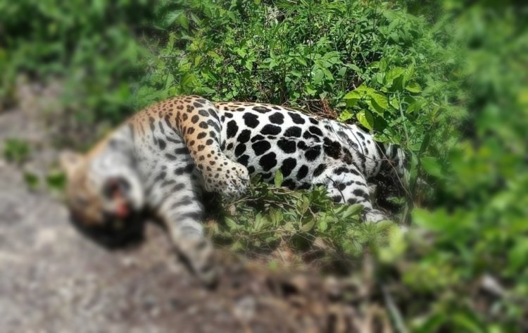 Encuentran un jaguar muerto en tramo federal de la Zona Maya