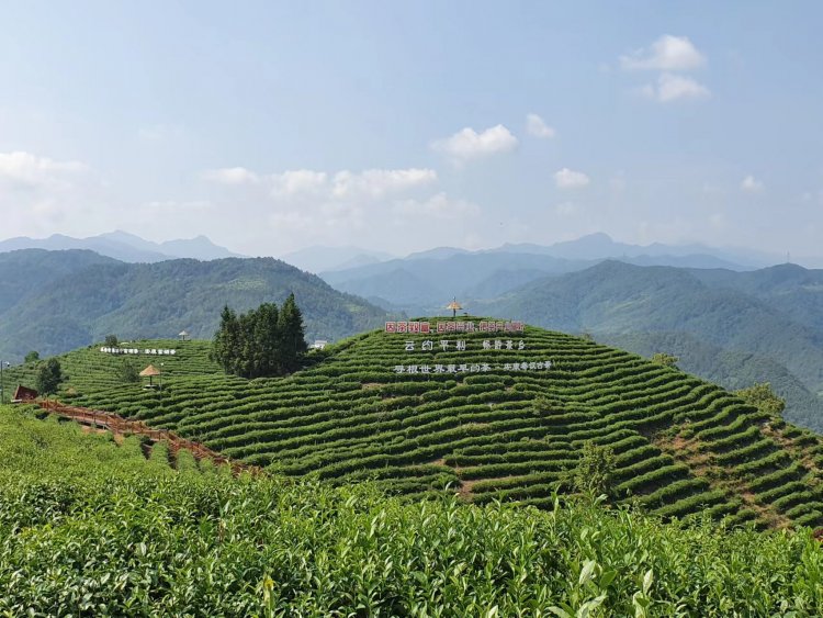 Turismo y producción de té, pilares en el combate a la pobreza en China