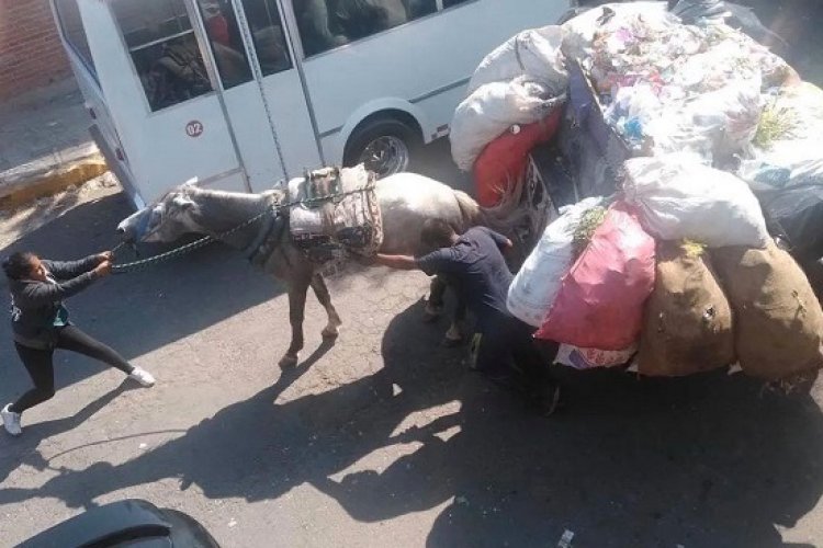 Municipios del Edomex prohíben usar animales para la recolección de basura