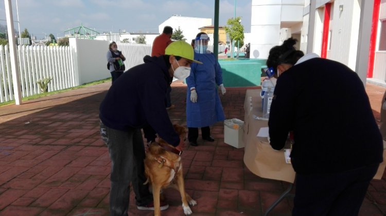 Invitan a campaña de vacunación contra rabia para mascotas