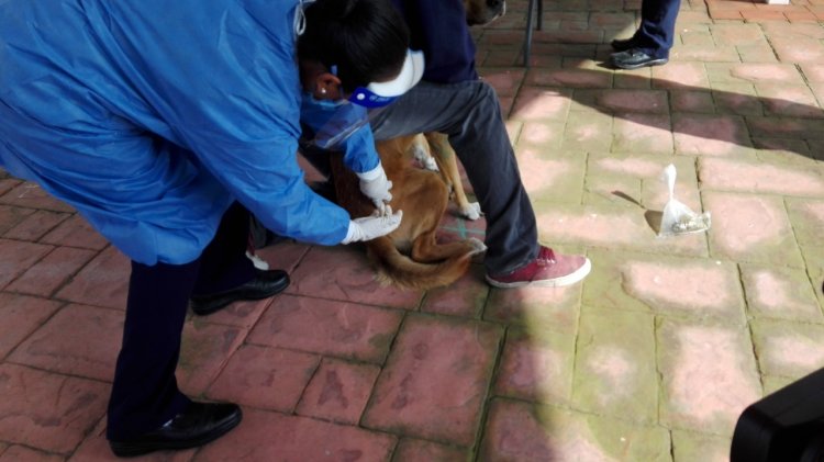 Invitan a campaña de vacunación contra rabia para mascotas