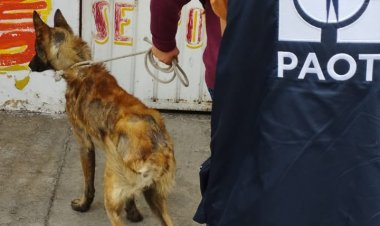 Rescatan a ‘Solovino’, perrito enfermo dejando en azotea