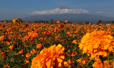 Puebla; principal productor de cempasúchil en México