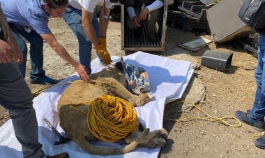 Envían a león rescatado a Zoológico de Chapultepec