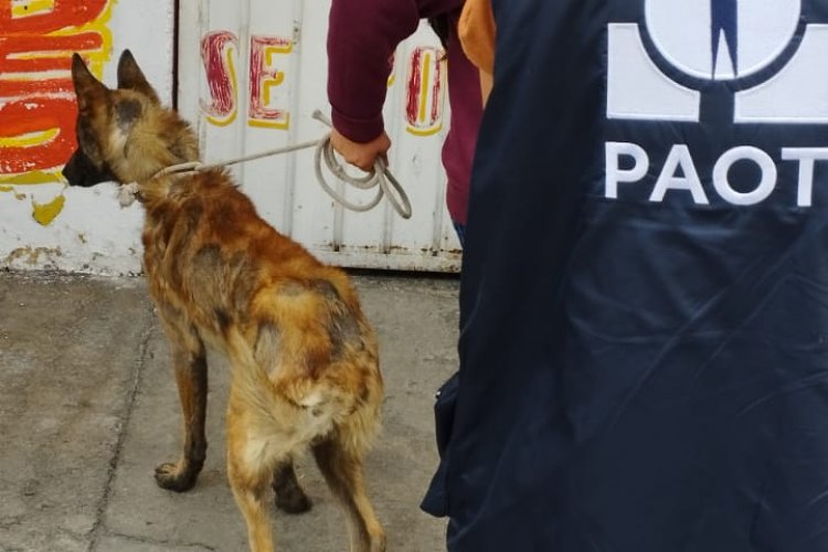 Rescatan a ‘Solovino’, perrito enfermo dejando en azotea