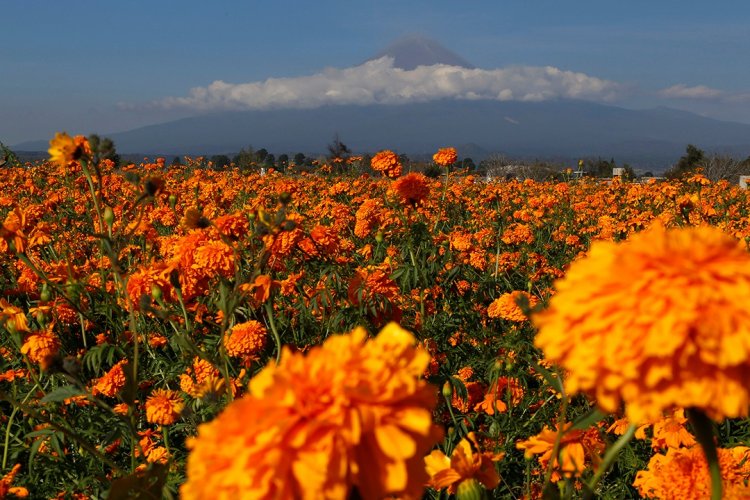 Puebla; principal productor de cempasúchil en México