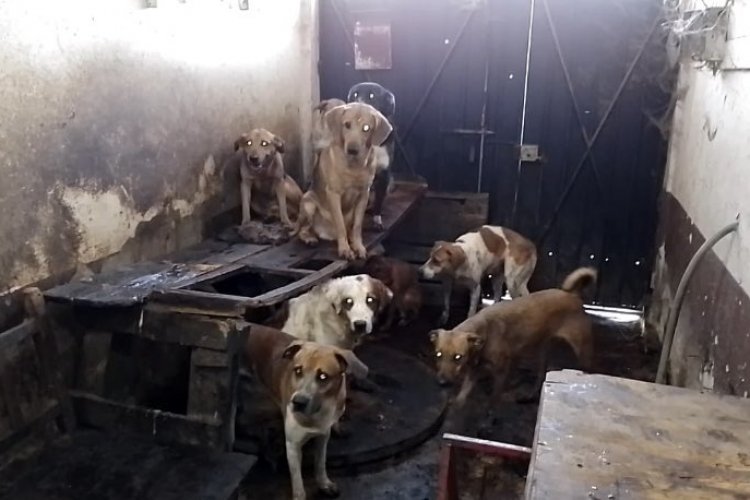 ‘Carnicero de perros’ permanecerá en libertad