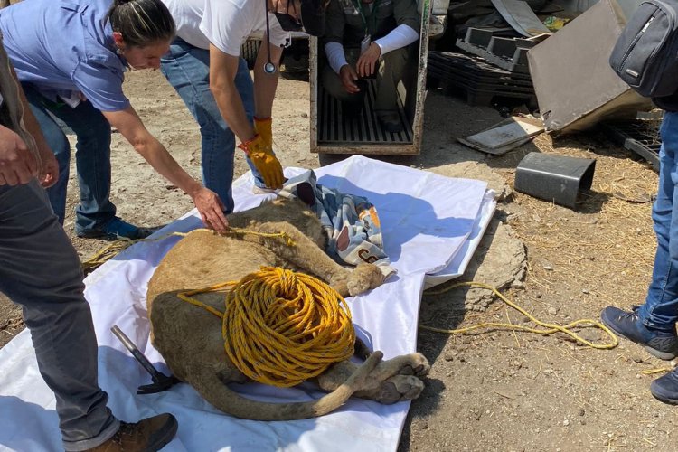 Envían a león rescatado a Zoológico de Chapultepec