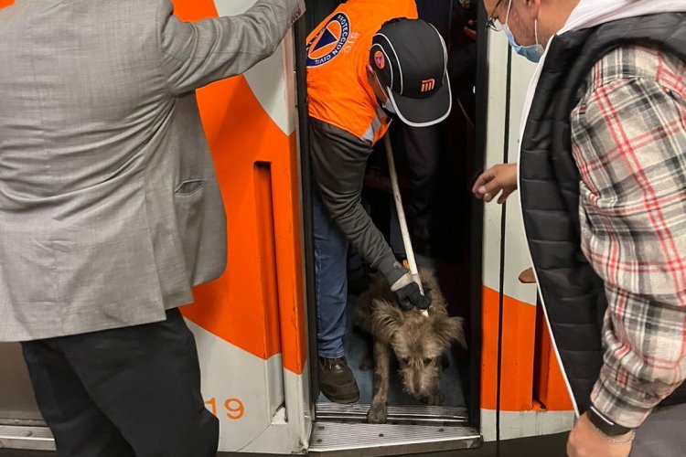 Rescatan a perrito atrapado en vías