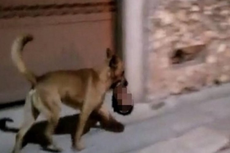 Perro pasea con cabeza humana en su hocico