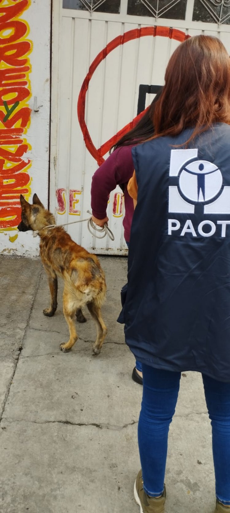 Rescatan a ‘Solovino’, perrito enfermo dejando en azotea