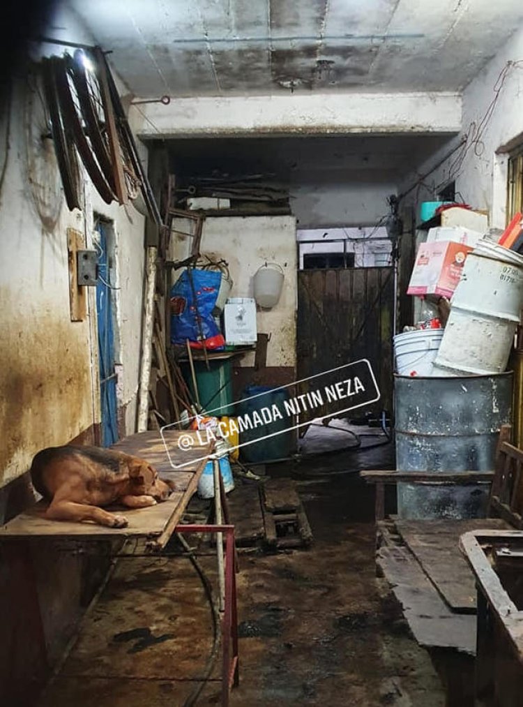 Indagan venta de carne de perro en Neza