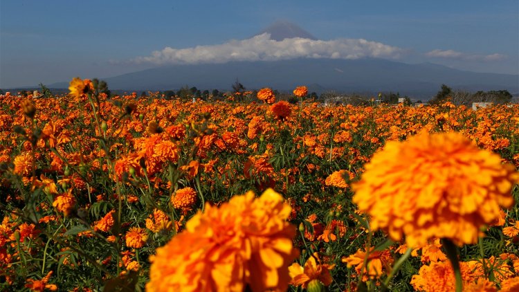 Puebla; principal productor de cempasúchil en México