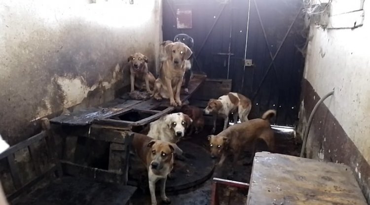 ‘Carnicero de perros’ permanecerá en libertad