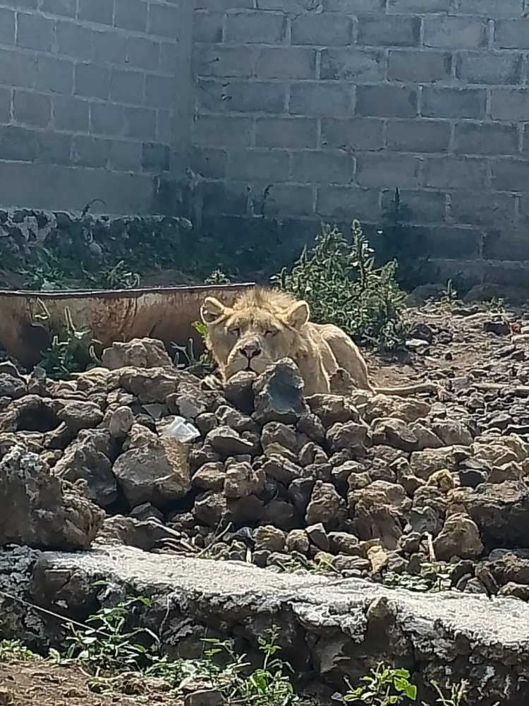 Encuentran a león en predio de Chalco