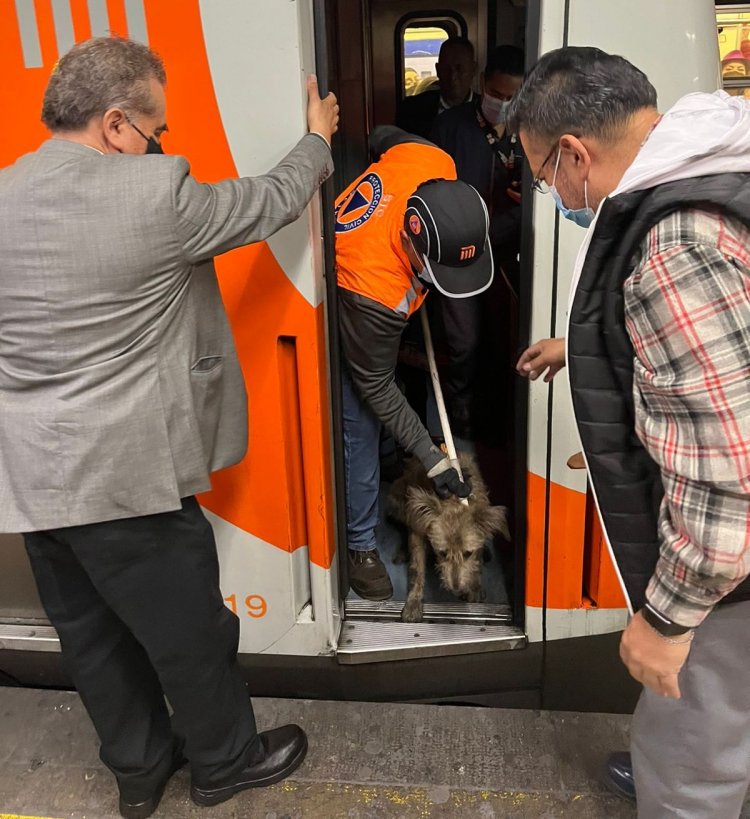 Rescatan a perrito atrapado en vías