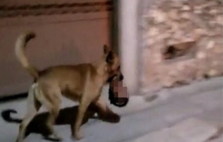 Perro pasea con cabeza humana en su hocico