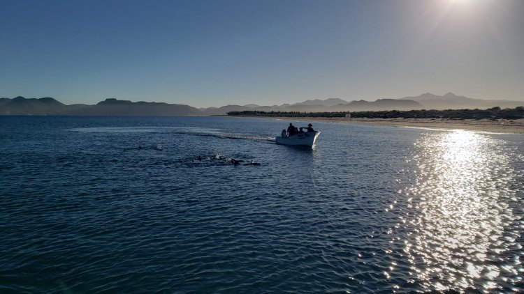 Rescatan a 17 delfines varados en La Paz