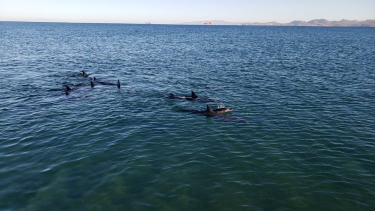 Rescatan a 17 delfines varados en La Paz