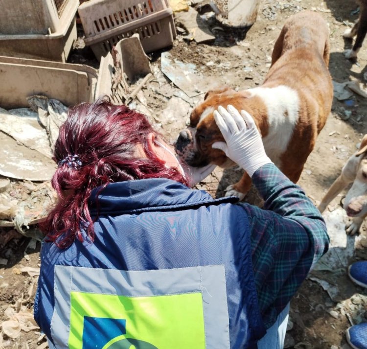 Hospitalizan a 40 perritos hallados en basurero