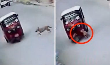 Perrito ‘atropella’ a un mototaxi en Oaxaca