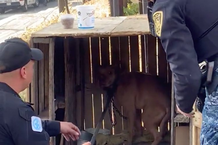 Encerraron por 3 días a perrito en caja