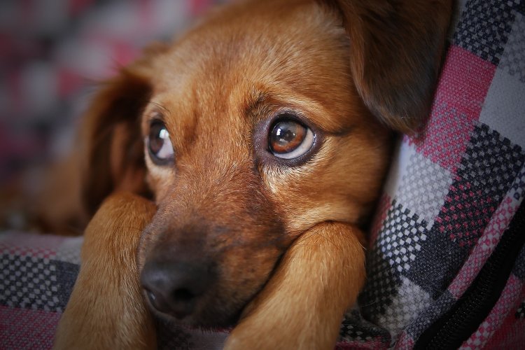 En Neza hay un perrito esperando a que lo adoptes