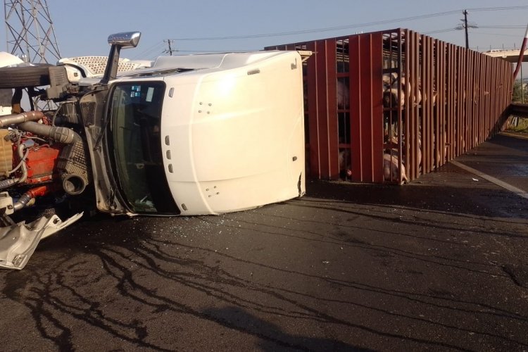 Vuelca tráiler que transportaba cerdos en Texcoco