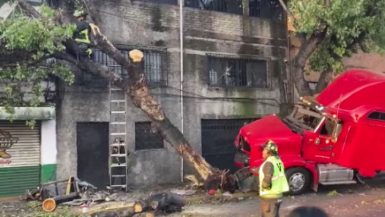 Tráiler choca con árbol en Circuito Interior