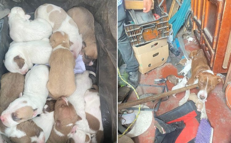 Rescatan a 16 perritos abandonados en Toluca