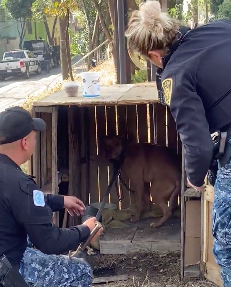 Encerraron por 3 días a perrito en caja