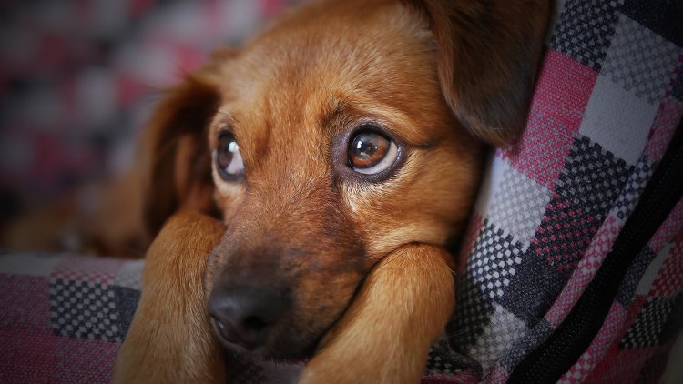 En Neza hay un perrito esperando a que lo adoptes
