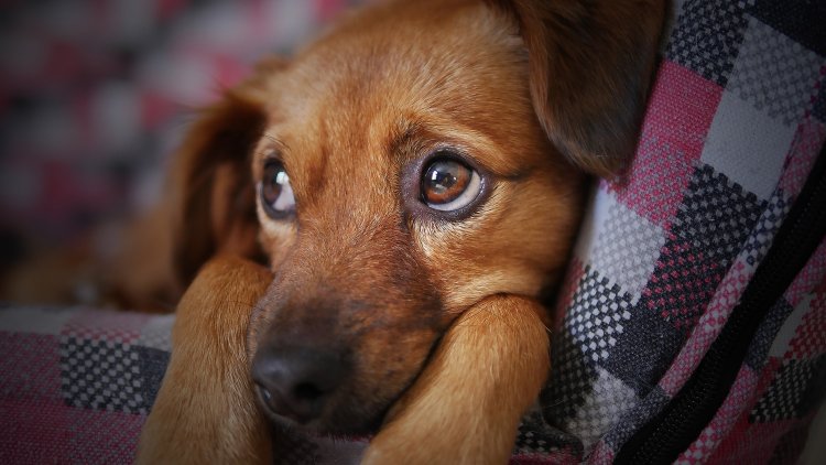 En Neza hay un perrito esperando a que lo adoptes