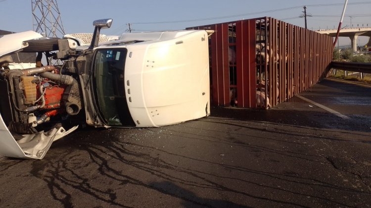 Vuelca tráiler que transportaba cerdos en Texcoco